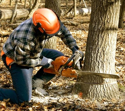 Tree Removal in Banco, VA